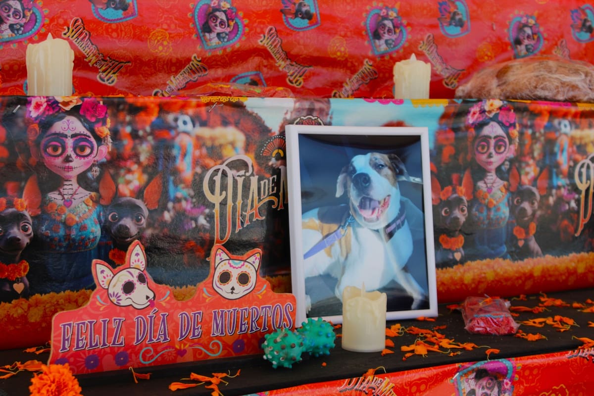 Homenajean la vida de las mascotas difuntas en altares de muertos