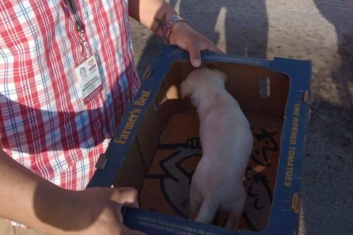 Decomisan dos cachorros en venta durante operativo en garita de San Ysidro
