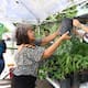 Hermosillenses buscan sombra con árboles nativos
