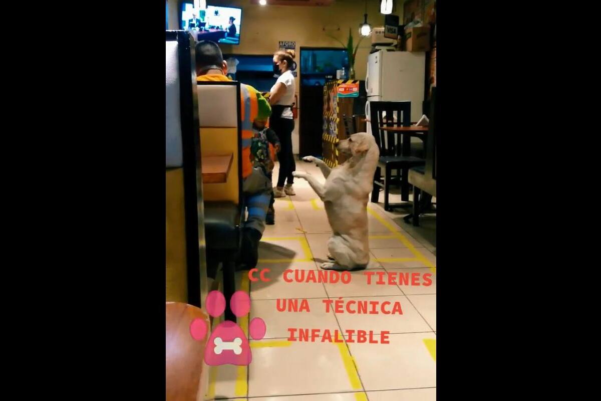 VIDEO TIKTOK: Esta es la forma en el que un perrito callejero le pide comida a las personas