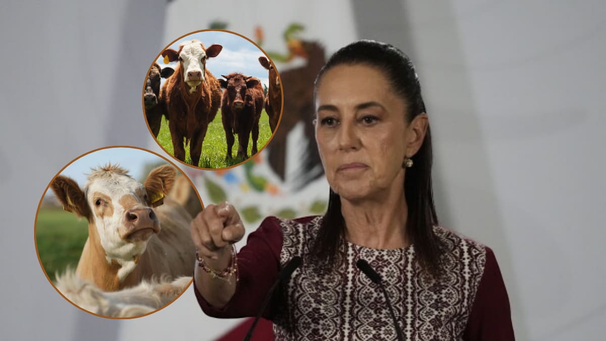 Claudia Sheinbaum informó que la frontera por Agua Prieta reabrirá al ganado mexicano durante las últimas semanas de agosto. (AP/Canva)