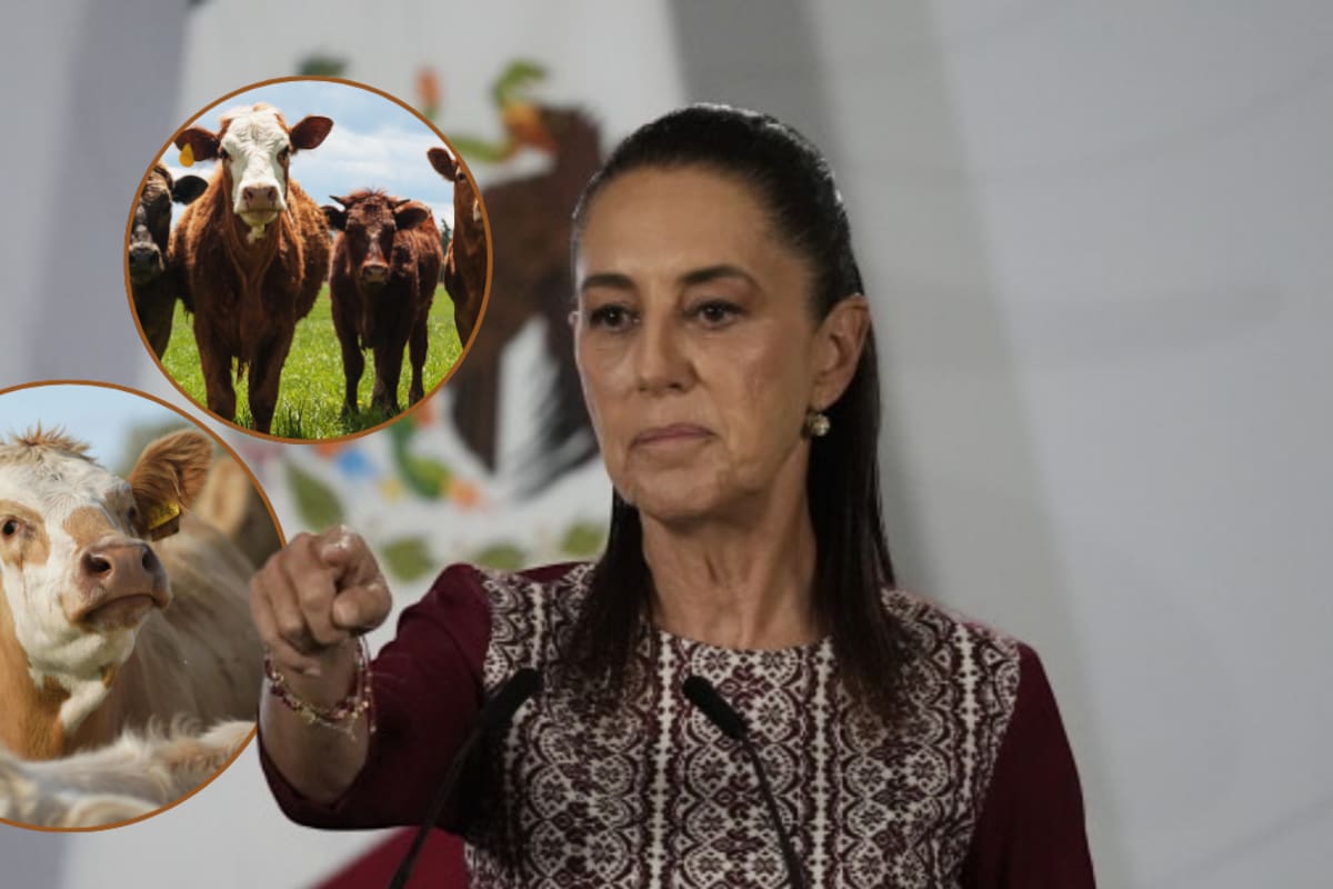 Anuncia Sheinbaum reapertura de la frontera de EU por Agua Prieta, Sonora al ganado mexicano a partir de últimas semanas de agosto