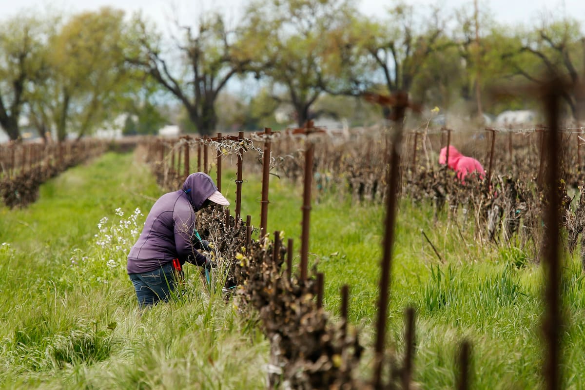 Fotografía del 24 de marzo de trabajadores agrícolas manteniendo una distancia entre ellos mientras trabajan en el Heringer Estates Family Vineyards and Winery en Clarksburg, California. (AP Foto/Rich Pedroncelli)