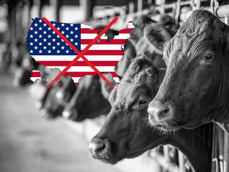 Plaga del gusano barrenador deja pérdidas por 15 mil millones de pesos a ganaderos de México