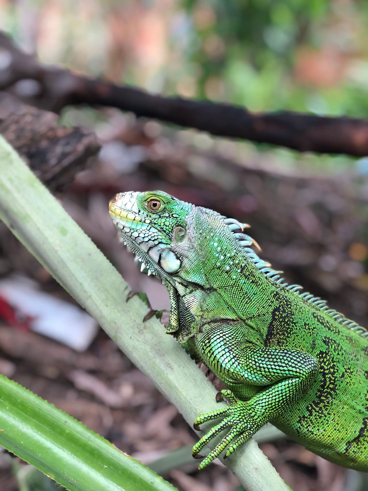 Tener una iguana como mascota en México sin contar con los permisos oficiales correspondientes puede derivar en graves consecuencias legales | Pexels