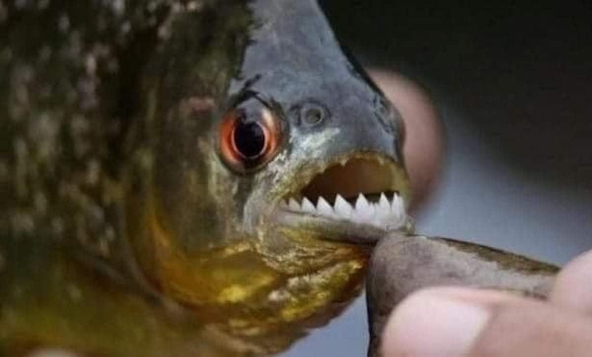 Capturan supuesta piraña en Tabasco. Foto: Redes sociales