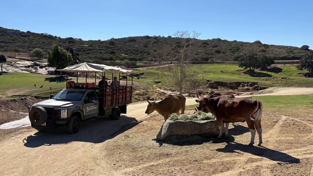 Hay diferentes tipos de excursiones, desde el “Wildlife Safari”, hasta “Wine Wildlife Safari”, y más. Foto: Ana Gómez Salcido