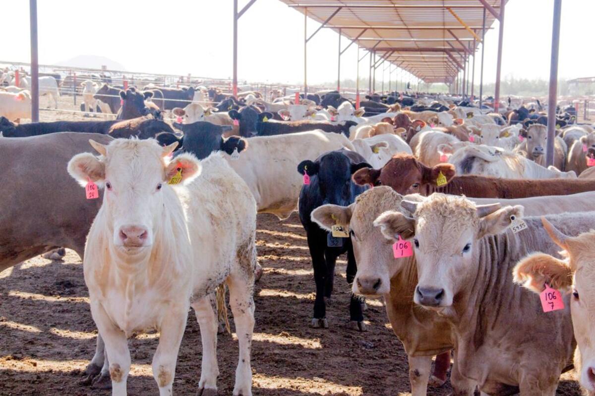 Sonora se ubica en segundo lugar en exportación de ganado