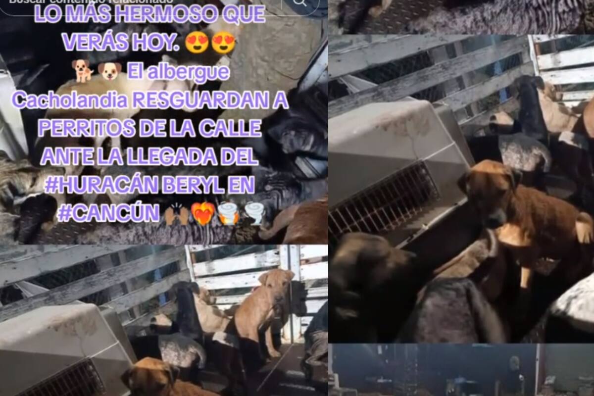 Este es el albergue que ha sido el encargado de resguardar a perros de la calle tras la llegada del huracán Beryl