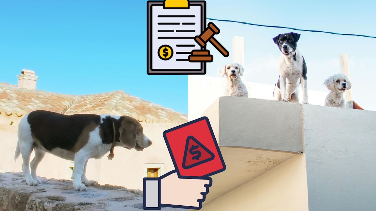 Hasta 4 millones de pesos podrían pagar los dueños que mantengan a sus perros y gatos en azoteas en España