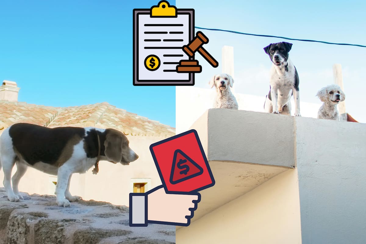 Hasta 4 millones de pesos podrían pagar los dueños que mantengan a sus perros y gatos en azoteas en España