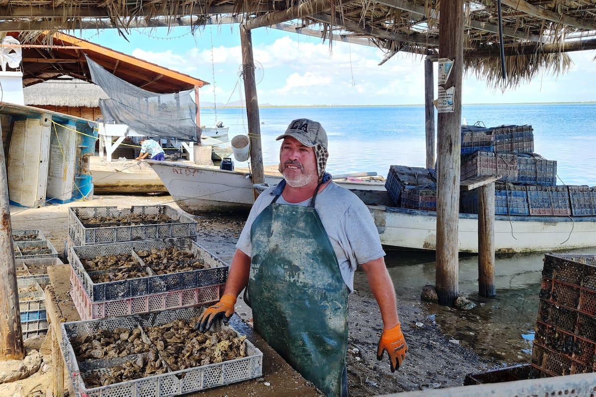 En Bahía de Kino cosechan hasta 10 mil ostiones a la semana