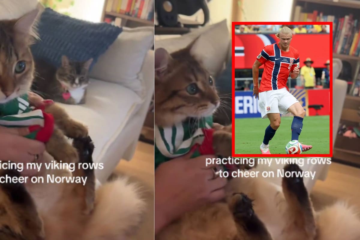 Video: Gatito conquista las redes al hacer el remo vikingo en apoyo a Erling Haaland delantero noruego
