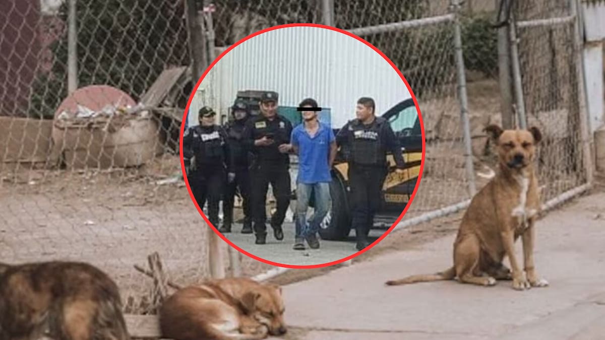Autoridades detienen al hombre que envenenó a más de 13 perros en Central de Abastos