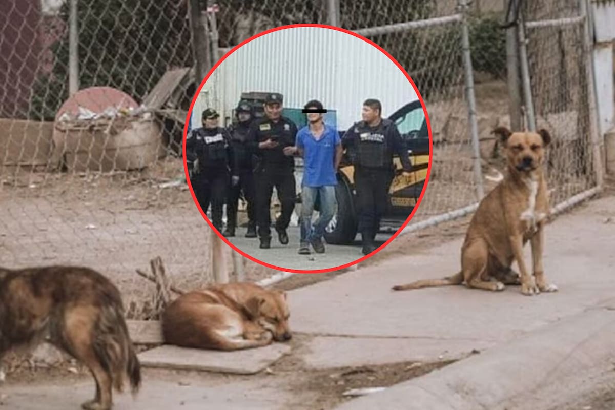 Autoridades detienen al hombre que envenenó a más de 13 perros en Central de Abastos