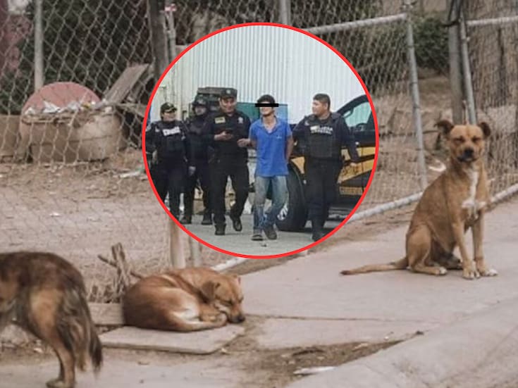 Autoridades detienen al hombre que envenenó a más de 13 perros en Central de Abastos