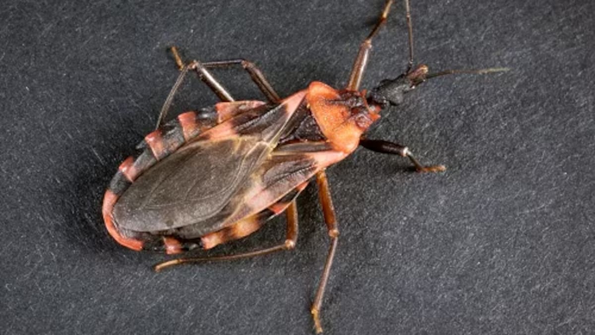 Reportan caso de Chagas en condado de San Diego