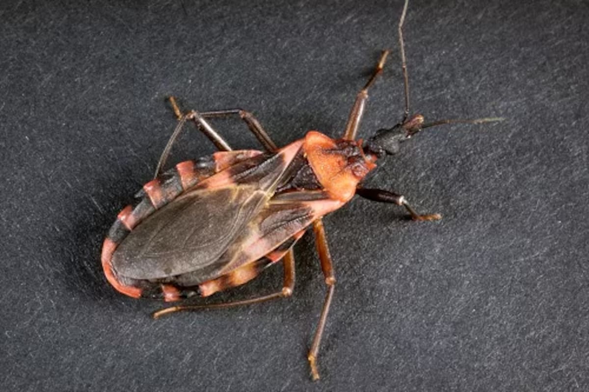 Reportan caso de Chagas en condado de San Diego