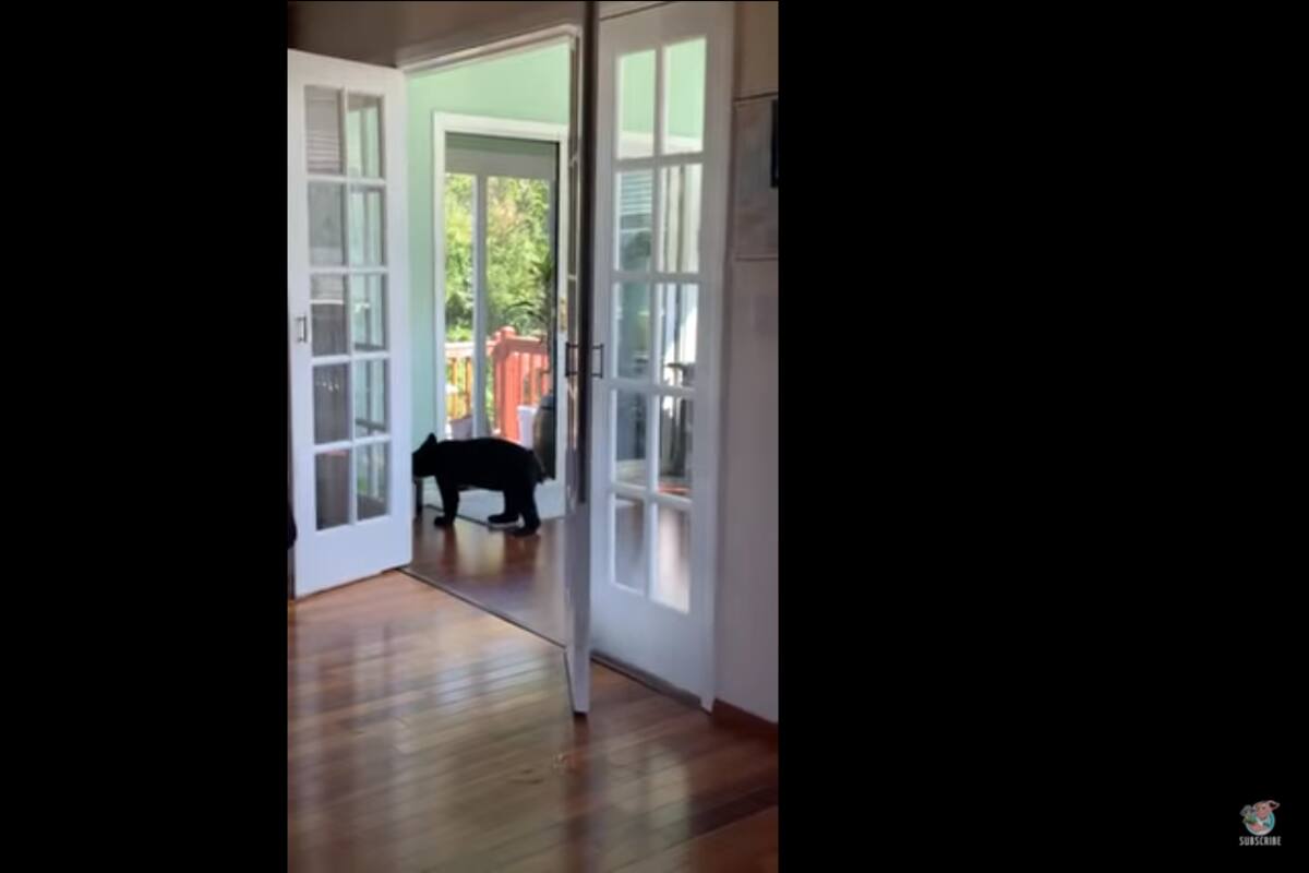 Una familia de osos irrumpen en un hogar