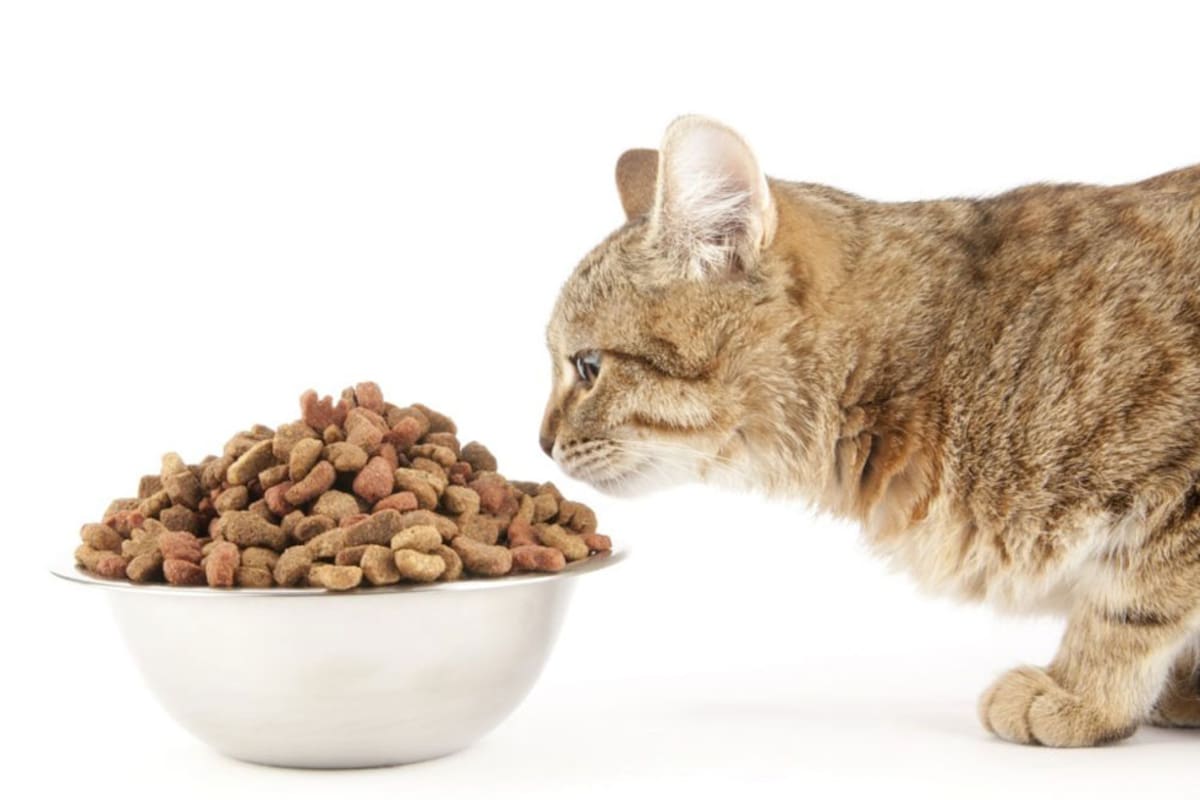 Sigue estos consejos para alimentar bien a tu gato