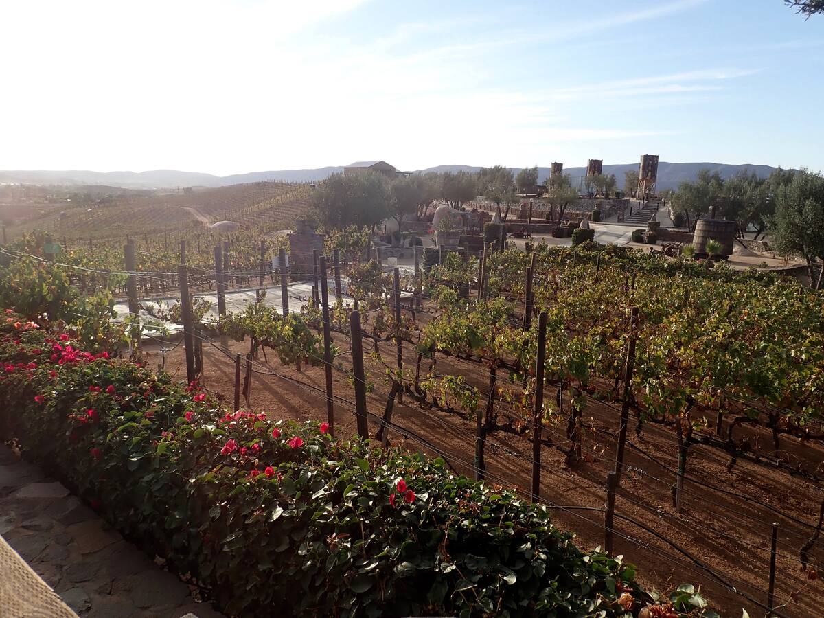 This Oct. 15, 2017 photo shows the vineyard at Vinas de Garza in Valle de Guadalupe, Ensenada Municipality, Baja California, Mexico. (AP Photo/Nicole Evatt)