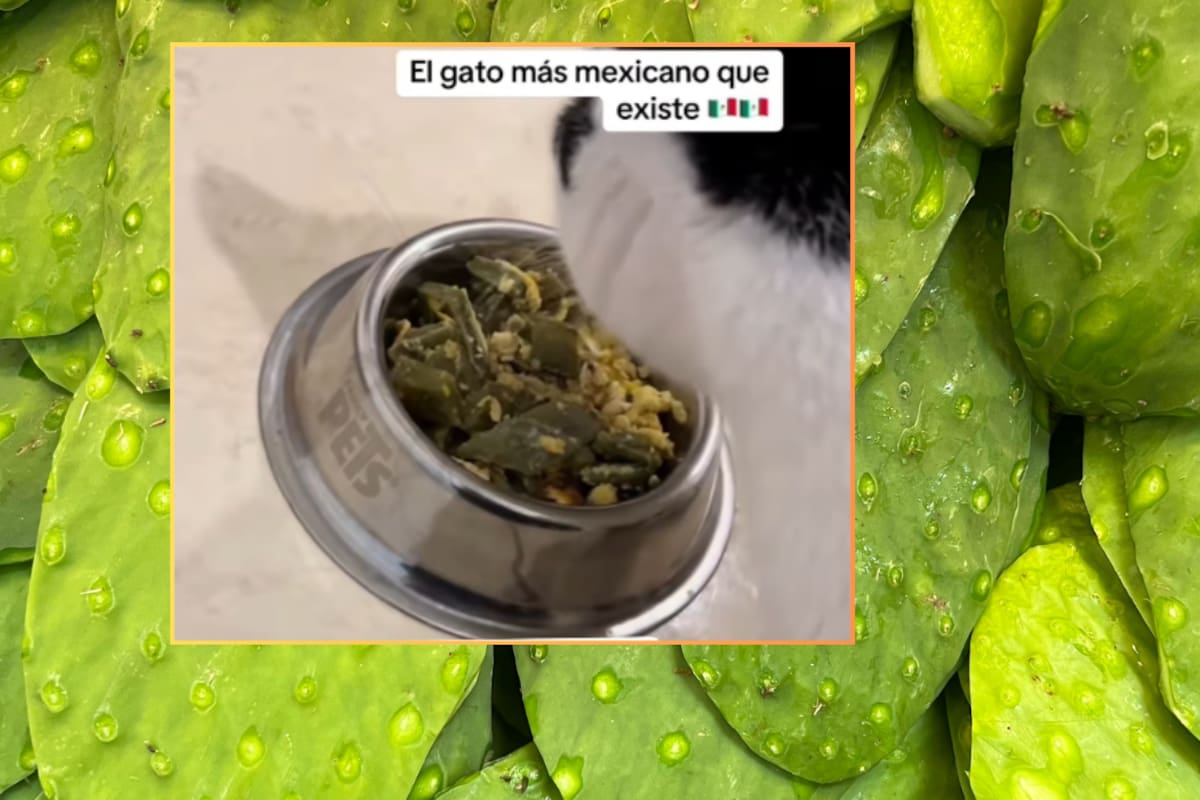 “Es el gato más mexicano que hay”: Gato se vuelve viral por comer huevito con nopales