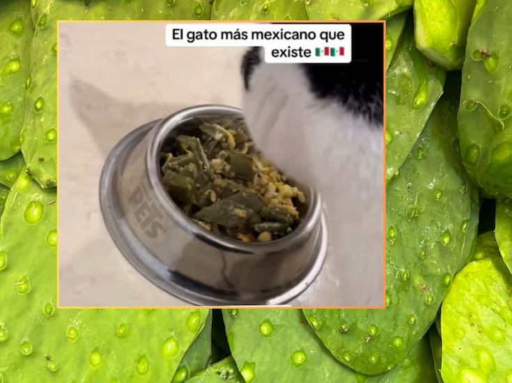 “Es el gato más mexicano que hay”: Gato se vuelve viral por comer huevito con nopales
