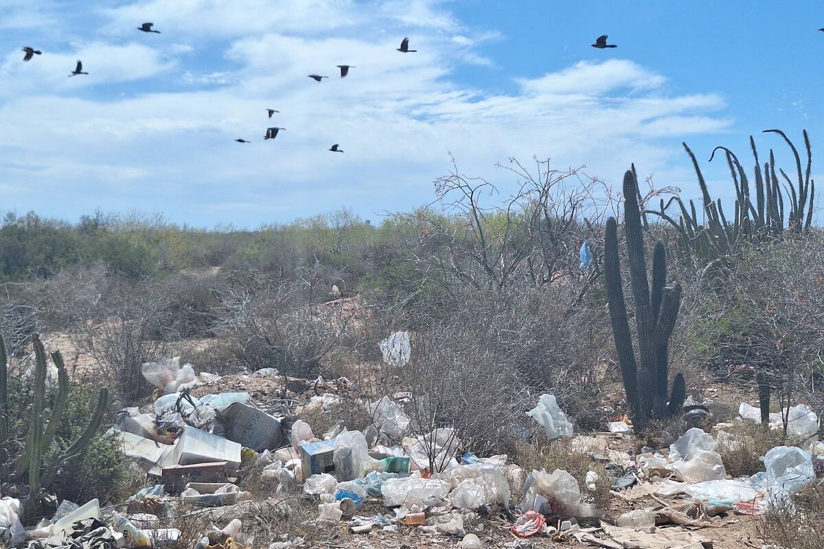 Inspecciona Profepa reserva de pitayales de Moroncarit