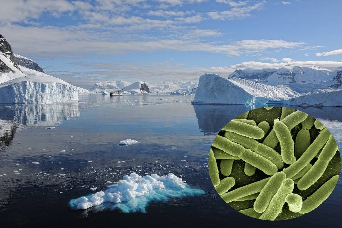 Pandoravirus: El Ártico que se derrite está liberando gérmenes antiguos ¿Qué tan preocupados deberíamos estar?