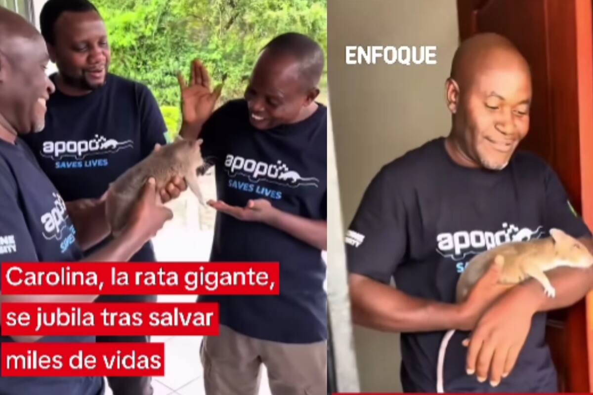 “Detectó más de 3 mil casos”: Jubilación entre aplausos para rata africana entrenada para detectar tuberculosis