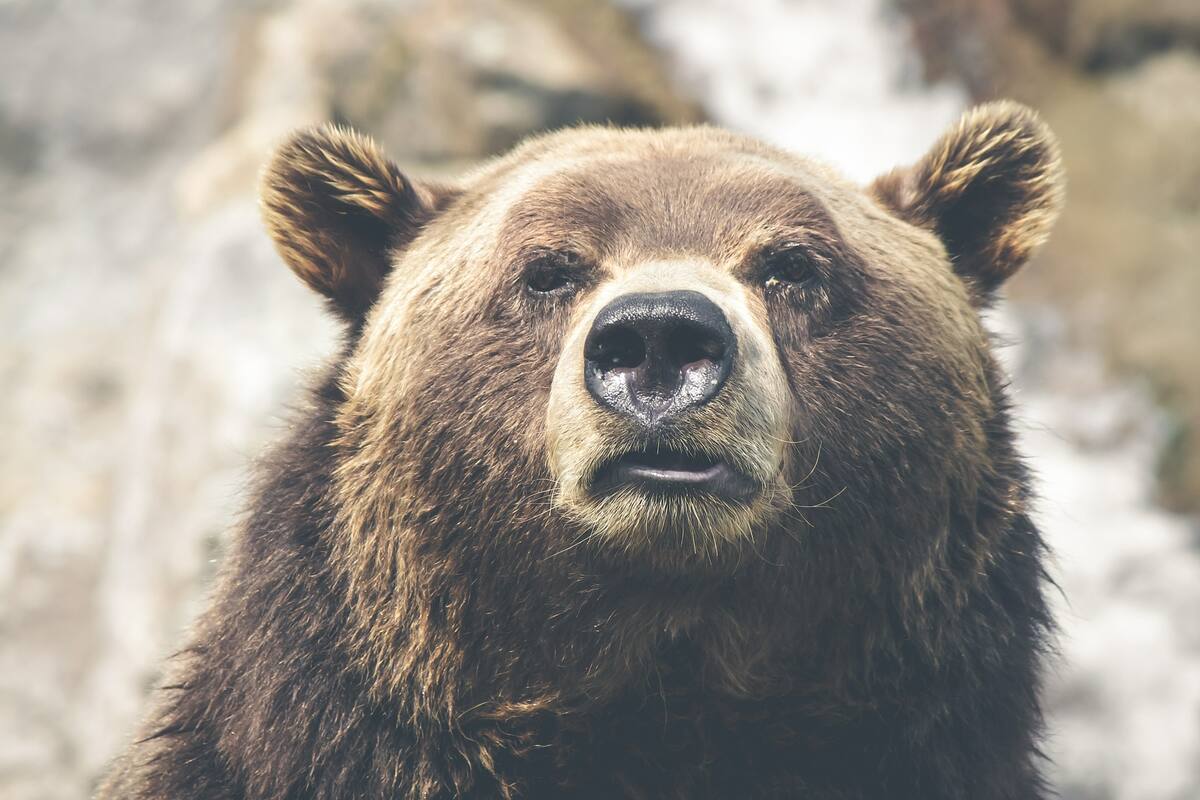 La historia del oso que engulló más de 30 kilos de cocaína