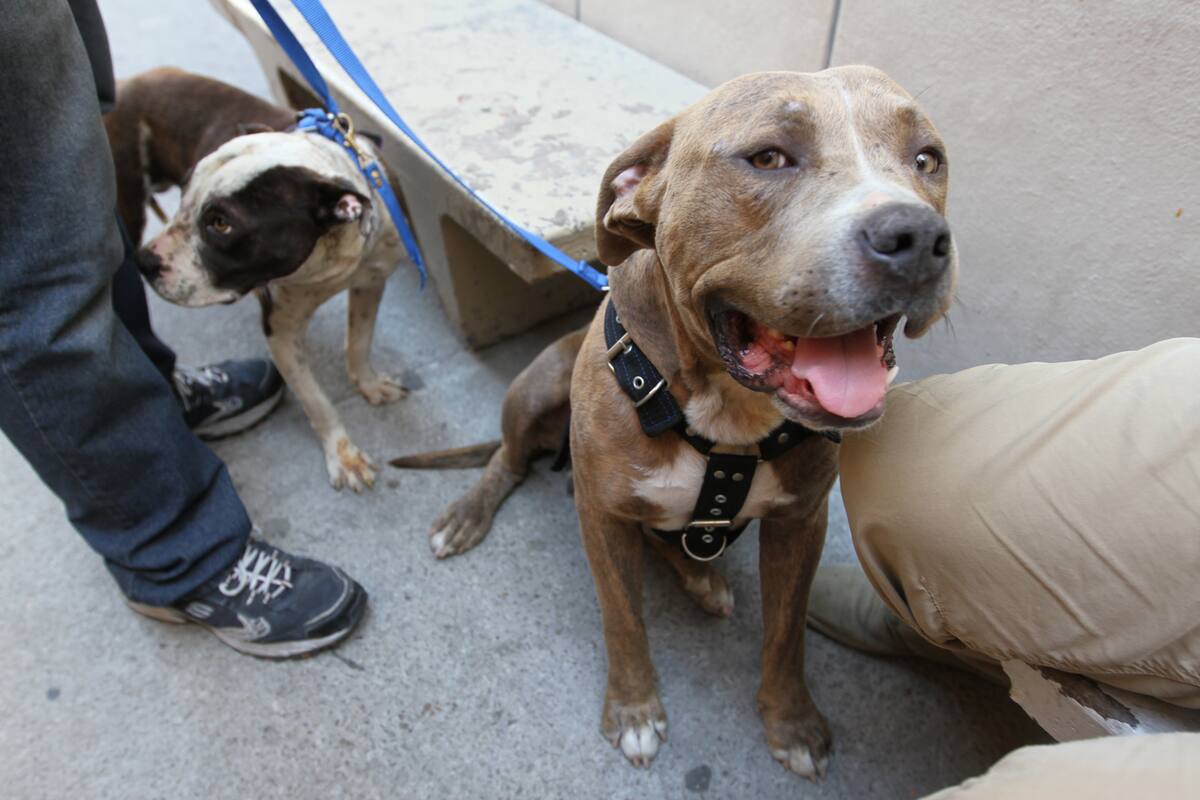 Lidera La Presa en maltrato a los animales