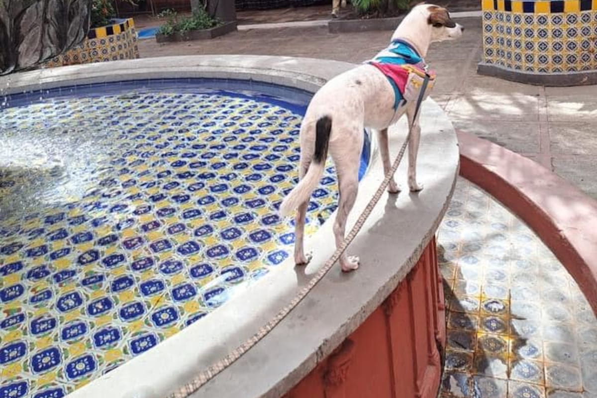 Deja a su perrito con una cuidadora y  lo llevan a conocer varios lugares de Jalisco