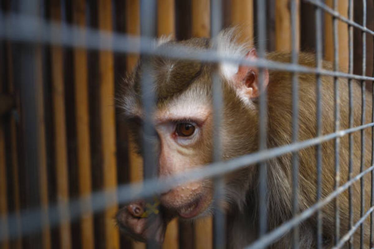 Demandan vigilar tráfico de animales
