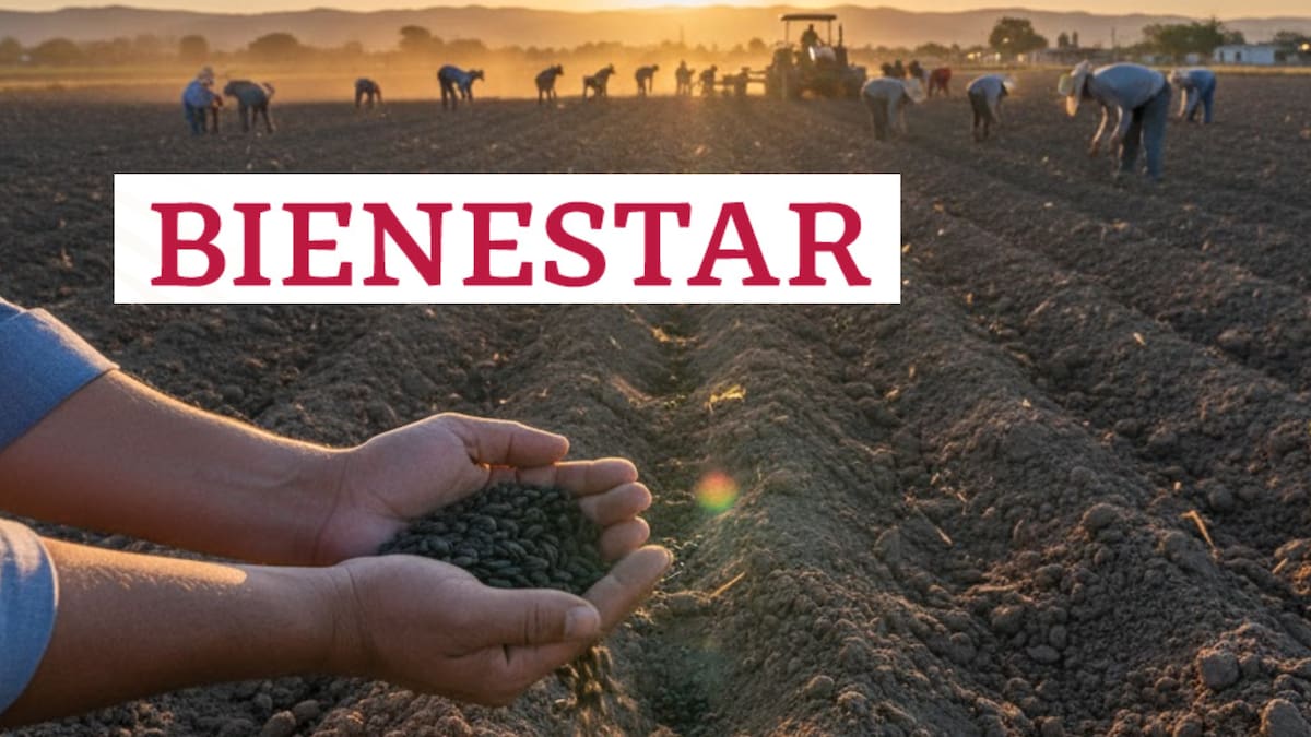 La Secretaría de Agricultura publicó en el Diario Oficial de la Federación el estatuto de la Productora de Semillas para el Bienestar (Prosebien), un nuevo organismo que busca impulsar la producción nacional de semillas