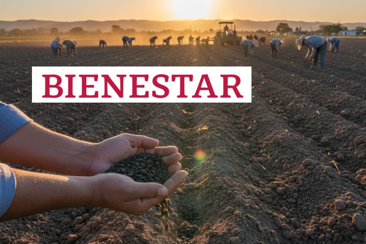 La Secretaría de Agricultura publicó en el Diario Oficial de la Federación el estatuto de la Productora de Semillas para el Bienestar (Prosebien), un nuevo organismo que busca impulsar la producción nacional de semillas