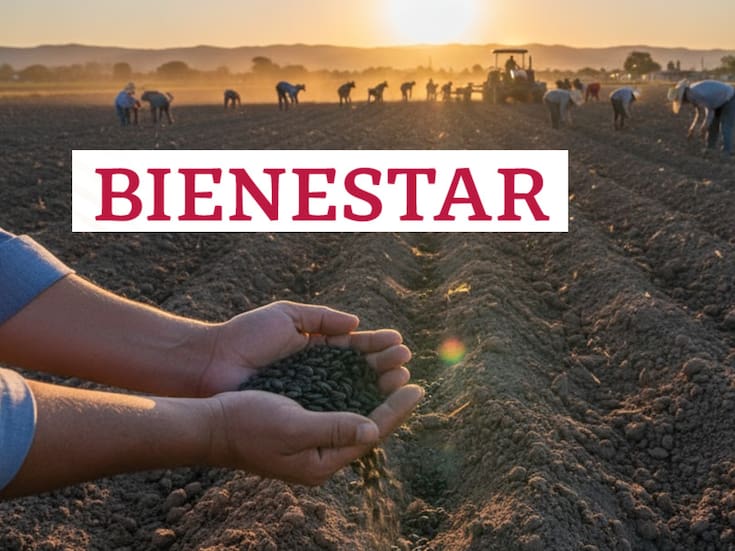 La Secretaría de Agricultura publicó en el Diario Oficial de la Federación el estatuto de la Productora de Semillas para el Bienestar (Prosebien), un nuevo organismo que busca impulsar la producción nacional de semillas