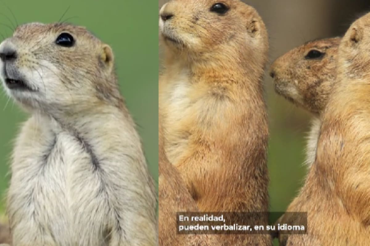 Este animal, tal como el humano, tiene la capacidad de describir y utilizar sustantivos, según National Geographic
