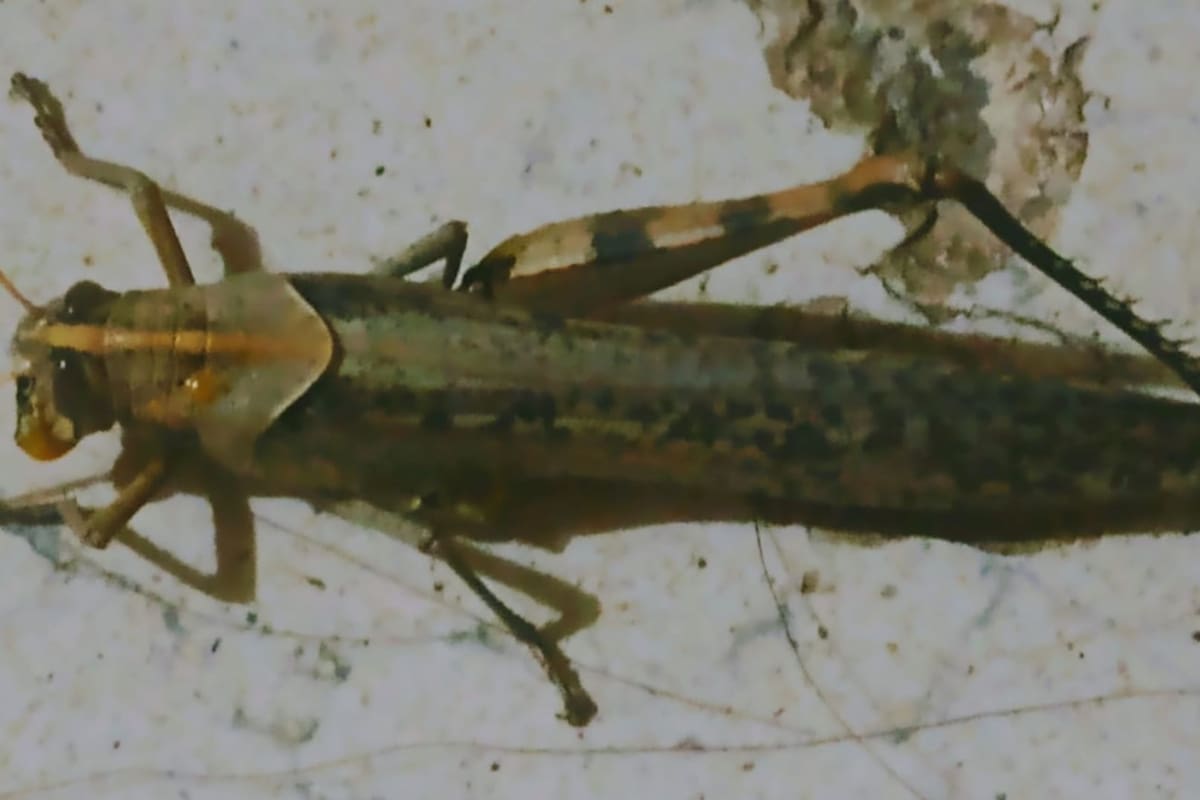 Causa expectación invasión de saltamontes en Caborca
