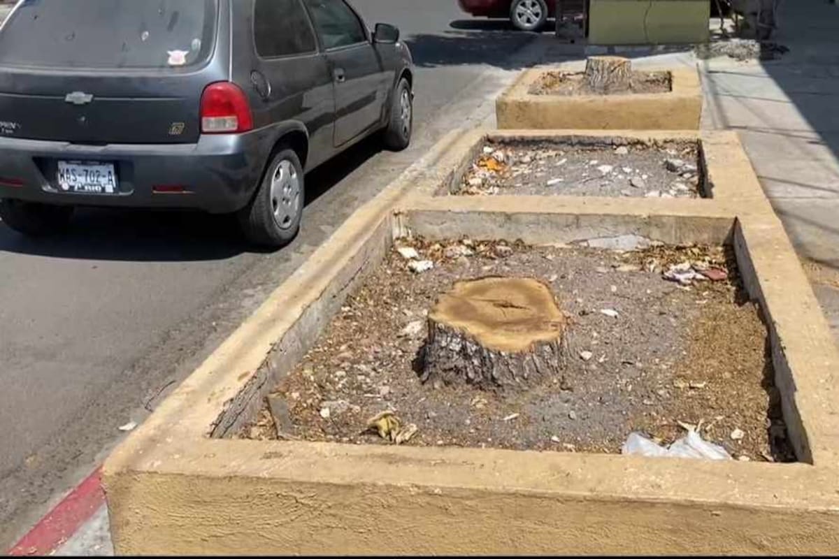 Sancionarán a quien tale árboles sin permiso en Cajeme