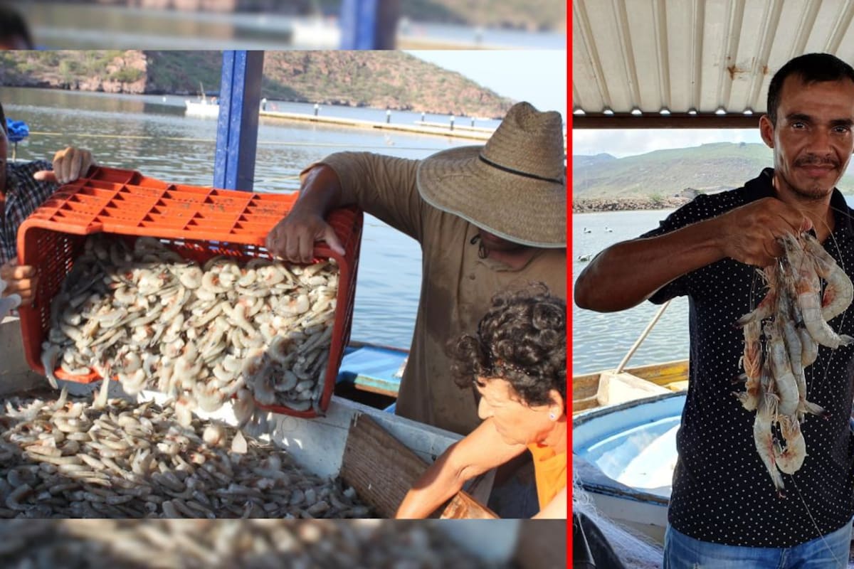 Sonora y Sinaloa entre los estados que entrarán en veda de camarón a partir este 6 de abril; estas son las reglas para pescadores y comercializadores
