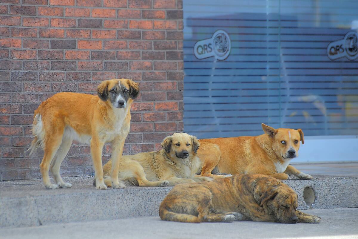 Hombre mordido por perro callejero contrae rabia en Colima; es el primer caso en el país desde 2006