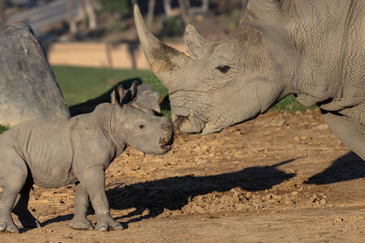 Festeja el ‘Día Mundial del Rinoceronte’ nombrando a cría nacida en Zoo San Diego