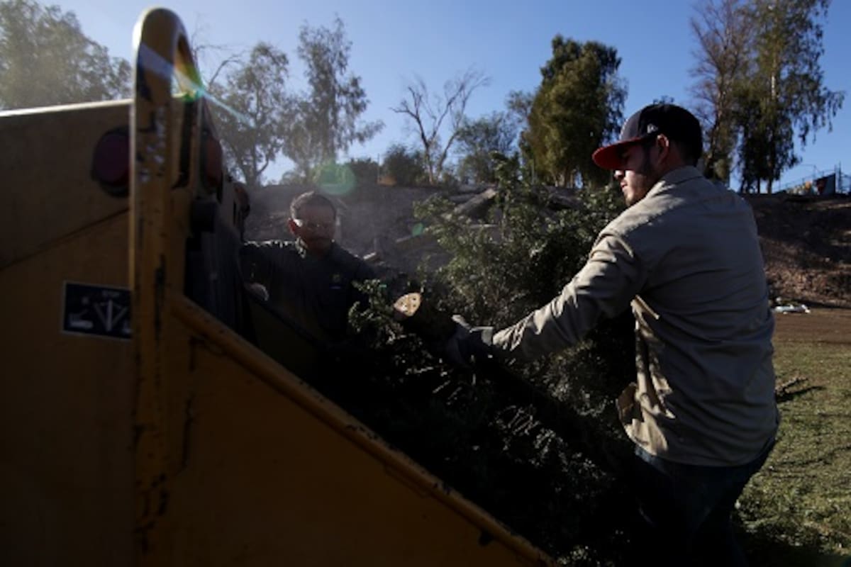 Piden reciclar pinos de Navidad