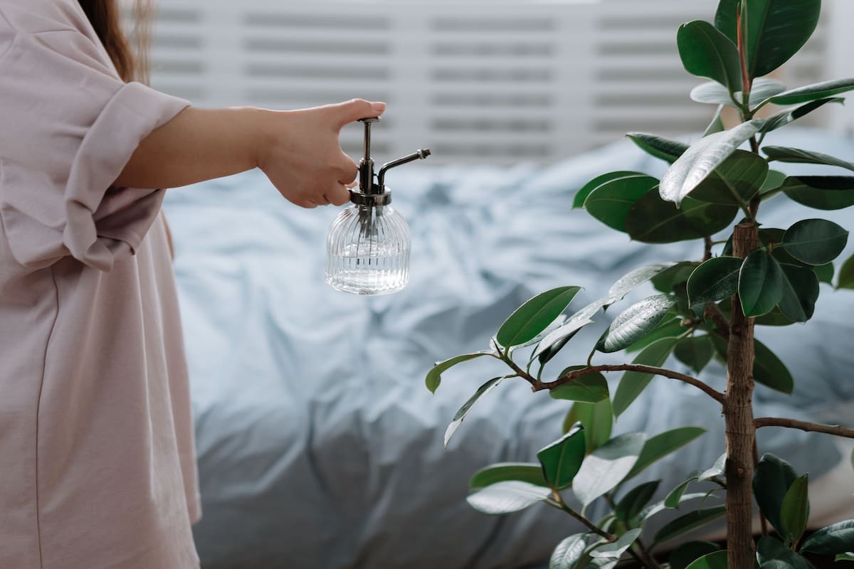 La planta que puedes tener en tu dormitorio para crear un ambiente más relajante, favorecer una rutina de descanso tranquila y aportar un elemento natural al espacio