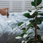 La planta que puedes tener en tu dormitorio para crear un ambiente más relajante, favorecer una rutina de descanso tranquila y aportar un elemento natural al espacio