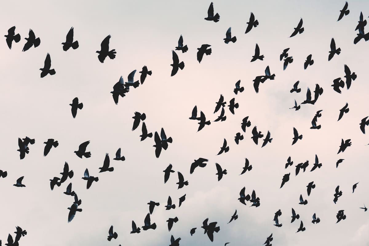 Las heces de aves podrían ser la clave para detener la próxima pandemia de gripe: Aquí te explicamos por qué