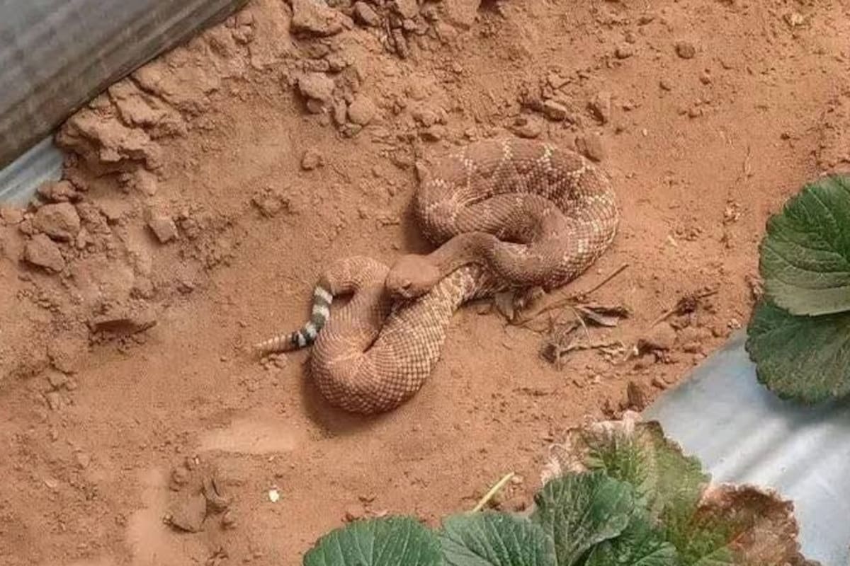 Localizan cascabel en cultivos de fresa en San Quintín