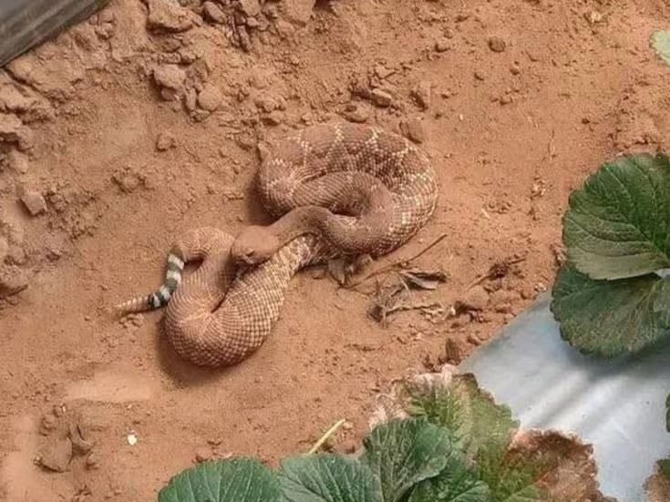 Localizan cascabel en cultivos de fresa en San Quintín