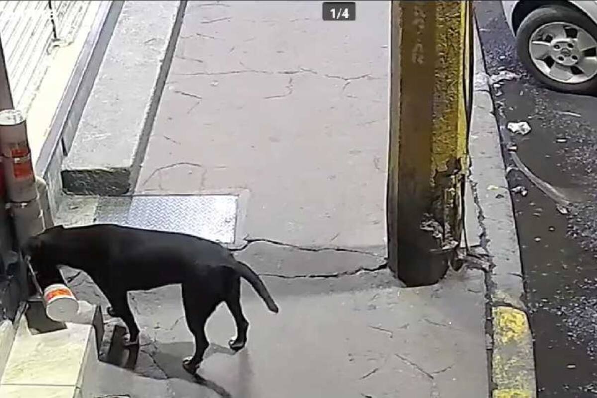 VIDEO: Hombre roba croquetas a perrito de la calle
